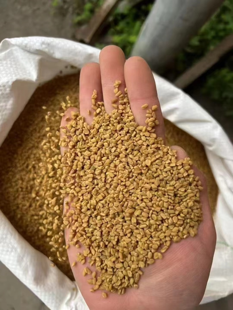 苦豆子葫芦巴凉皮香料整件优惠一手货源大货对接可联系