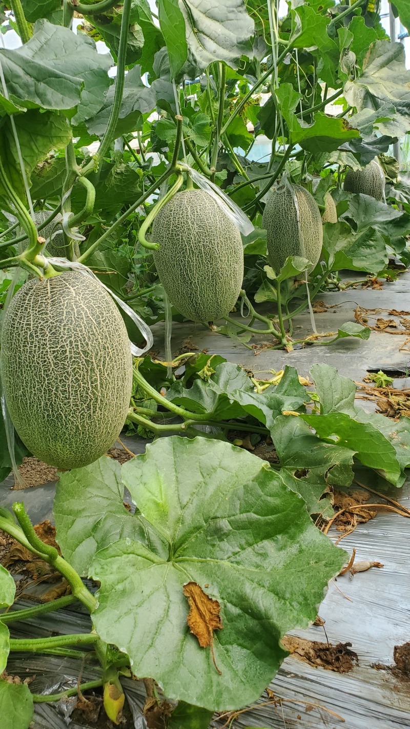 哈密瓜