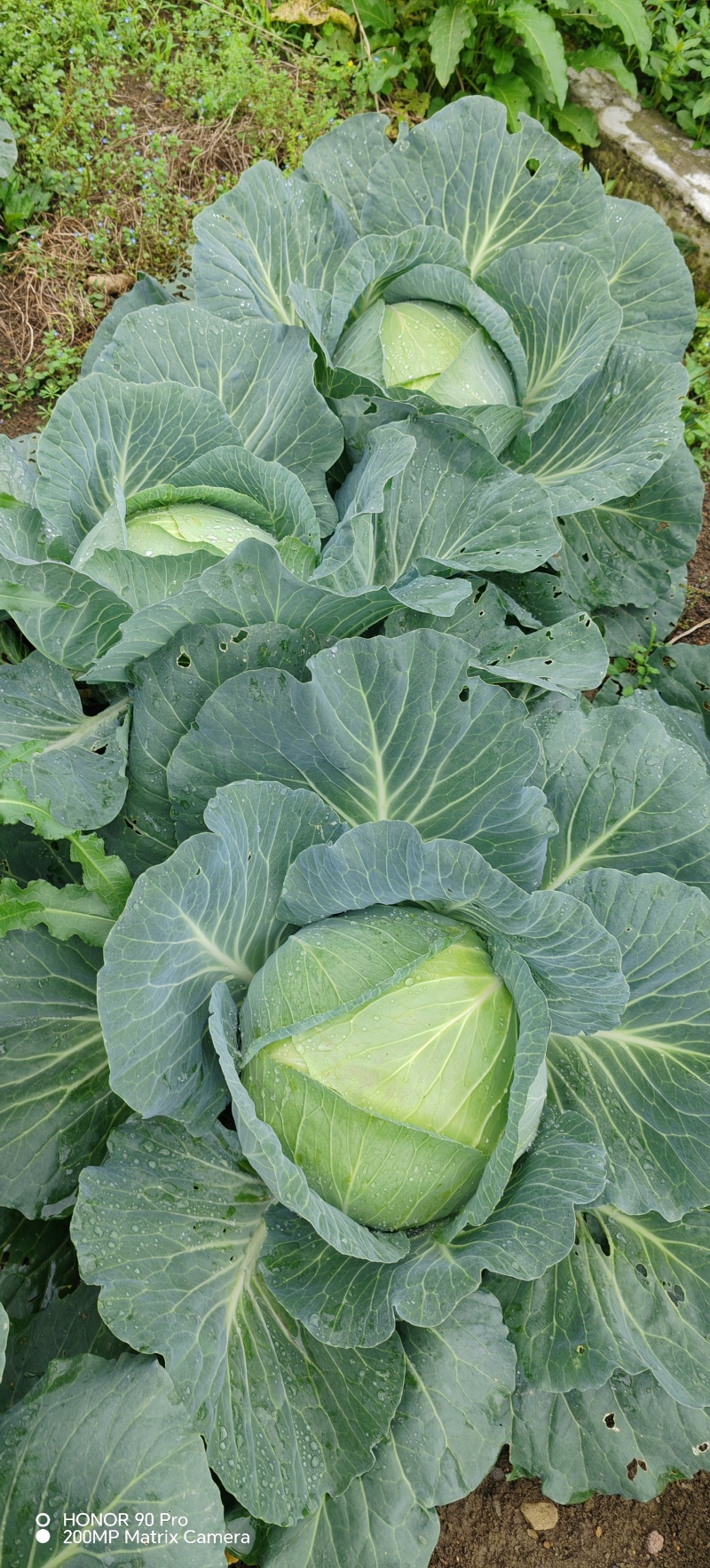 威宁蔬菜能出售的白菜铁头，奥奇丽，奥奇娜，白菜萝卜在大量