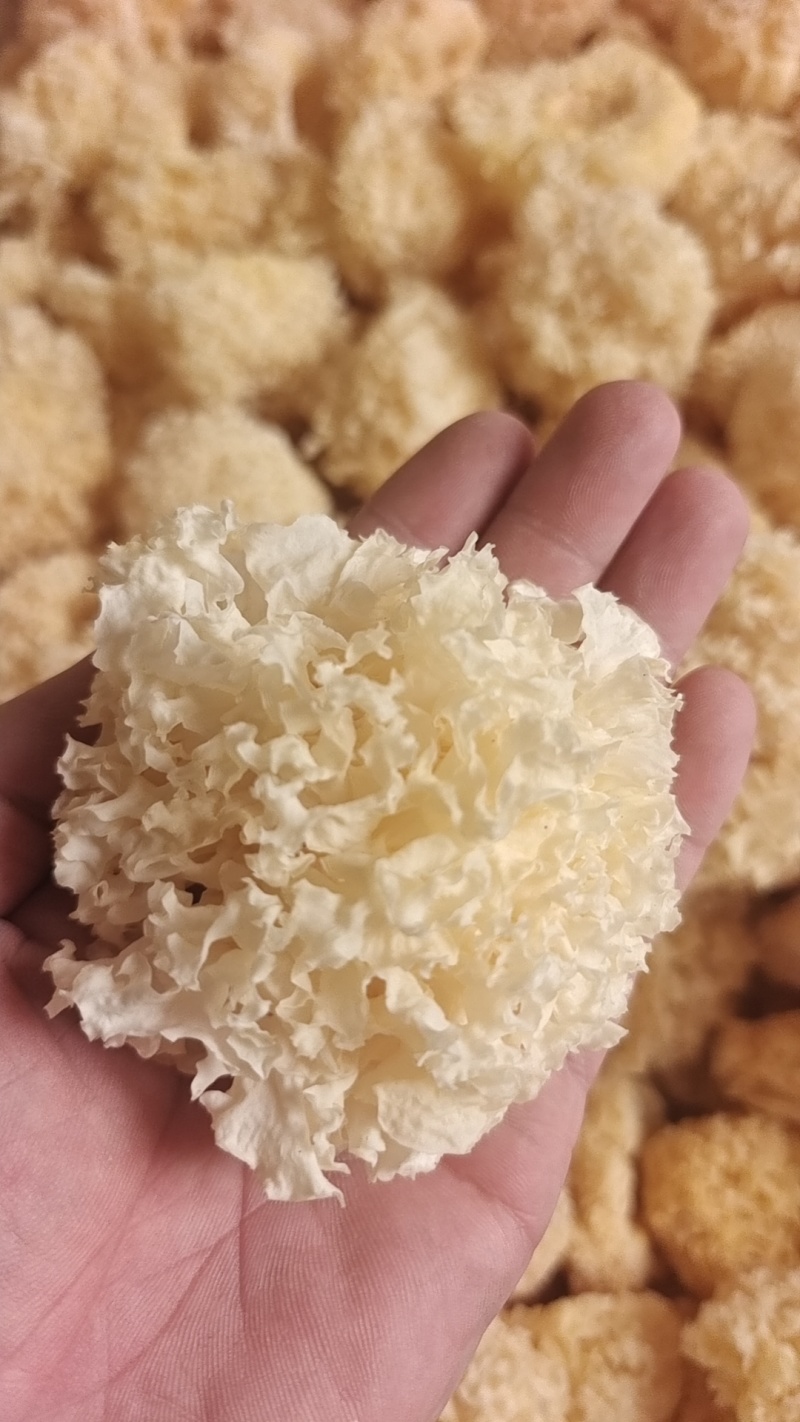 椴木银耳银耳椴木小银耳各种规格齐全电商货源软糯