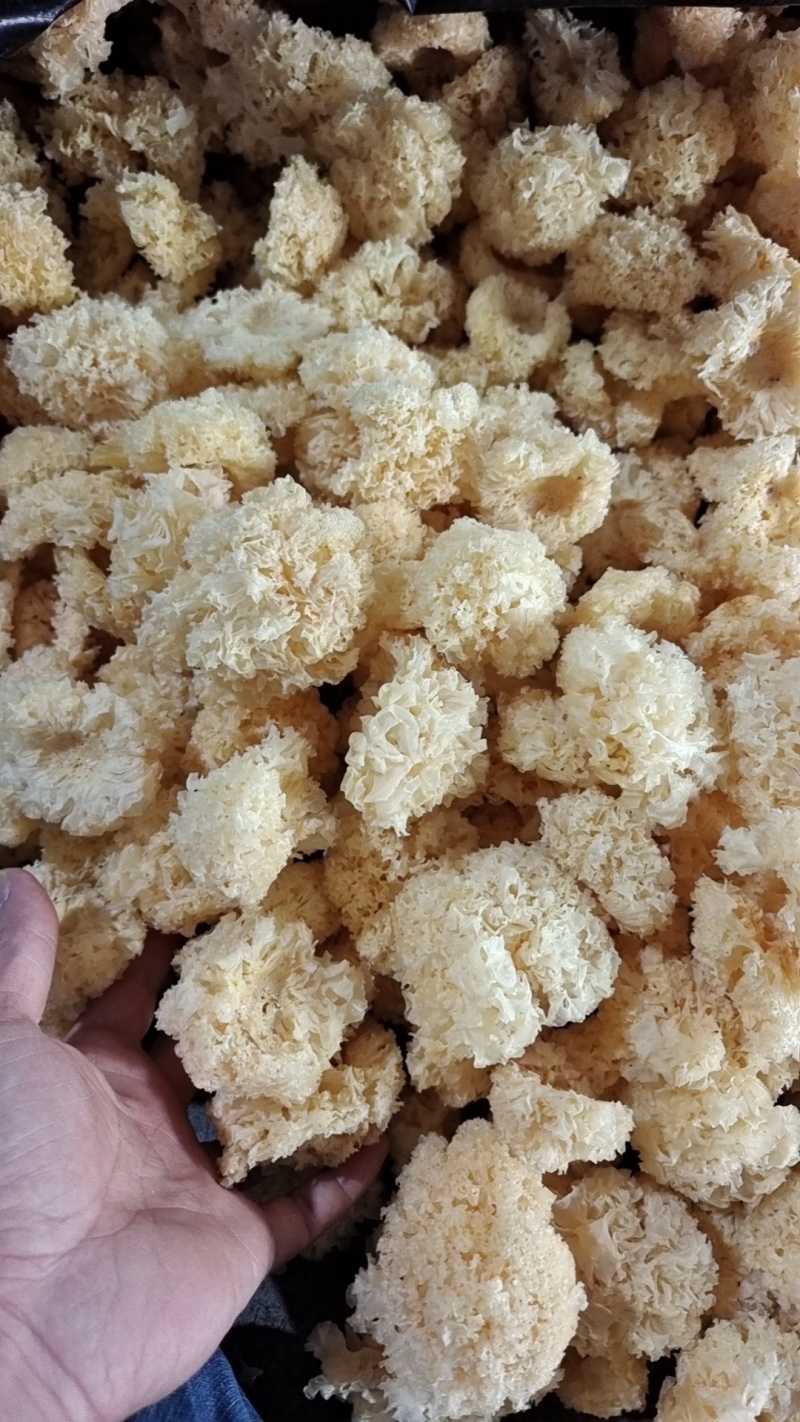 椴木银耳银耳椴木小银耳各种规格齐全电商货源软糯