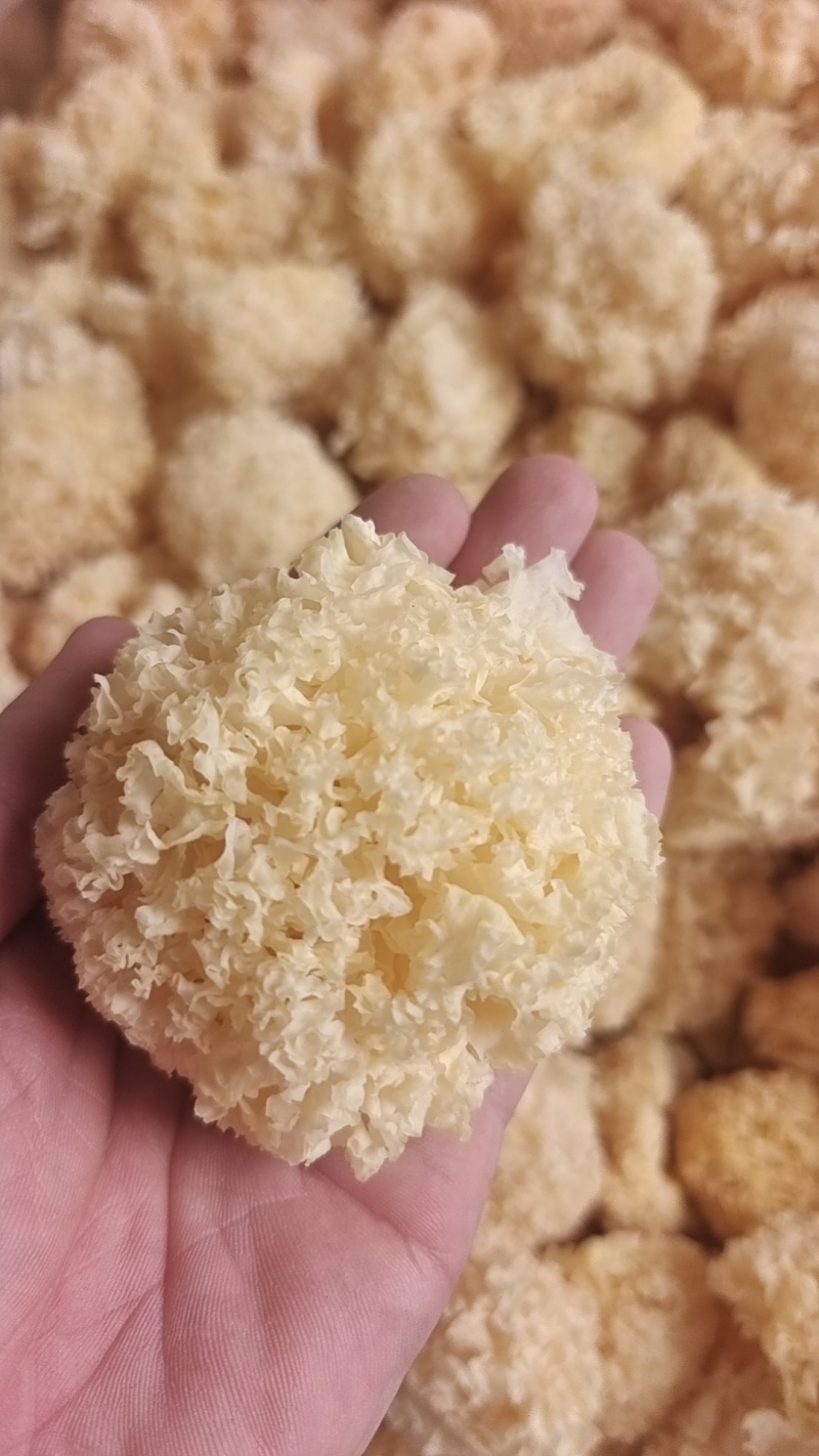 椴木银耳银耳椴木小银耳各种规格齐全电商货源软糯