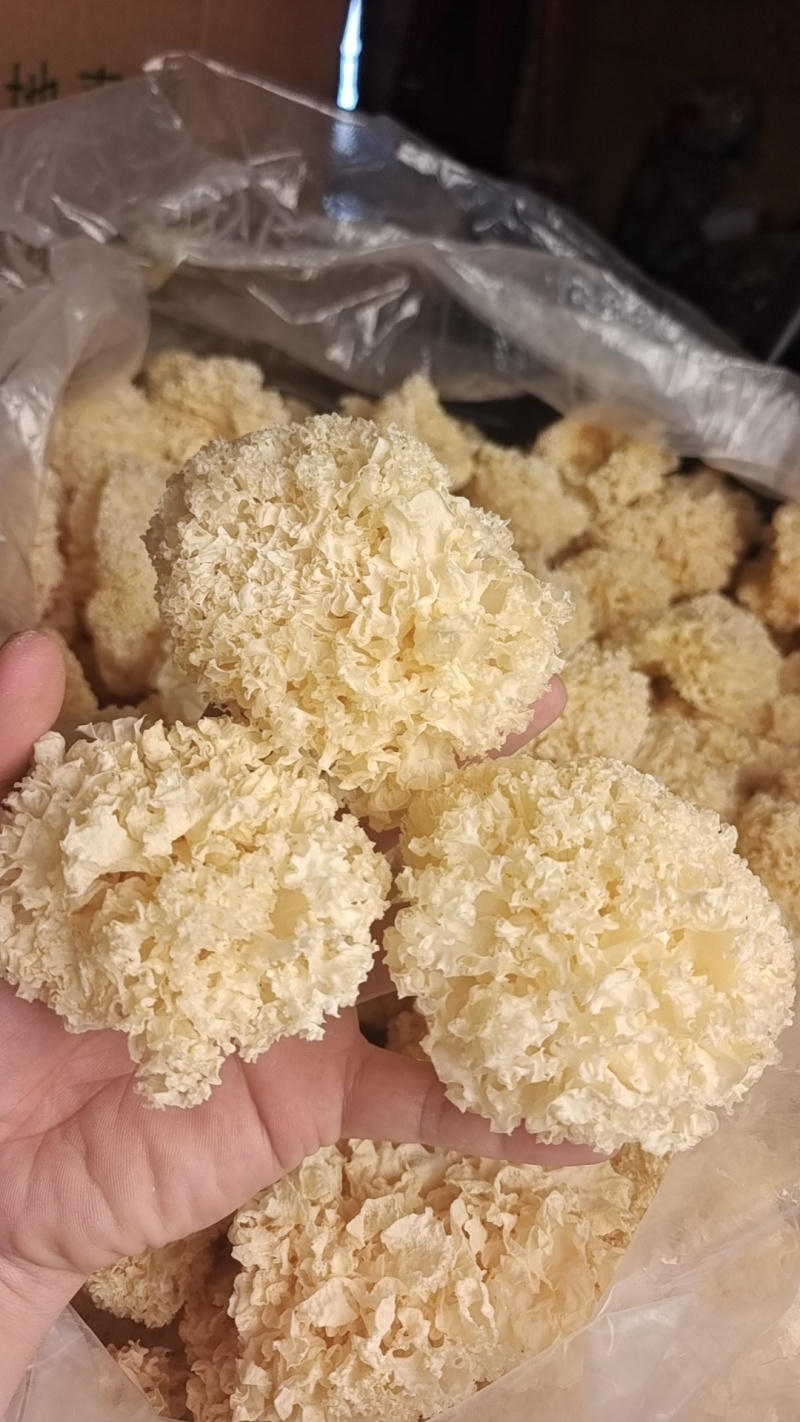 椴木银耳银耳椴木小银耳各种规格齐全电商货源软糯