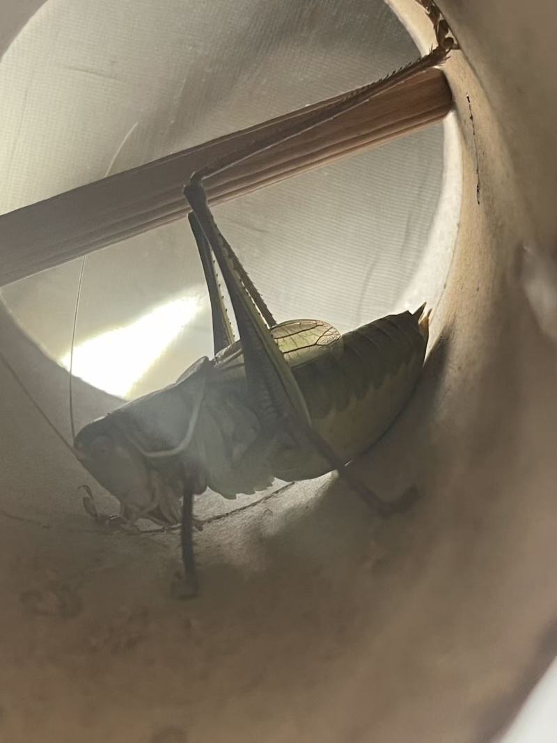 精品蝈蝈。自己家养的，质量保证