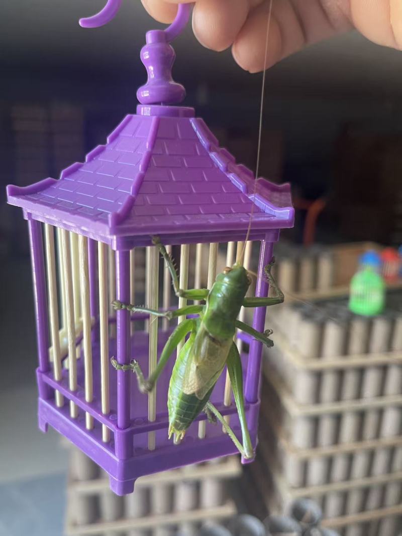 精品蝈蝈。自己家养的，质量保证