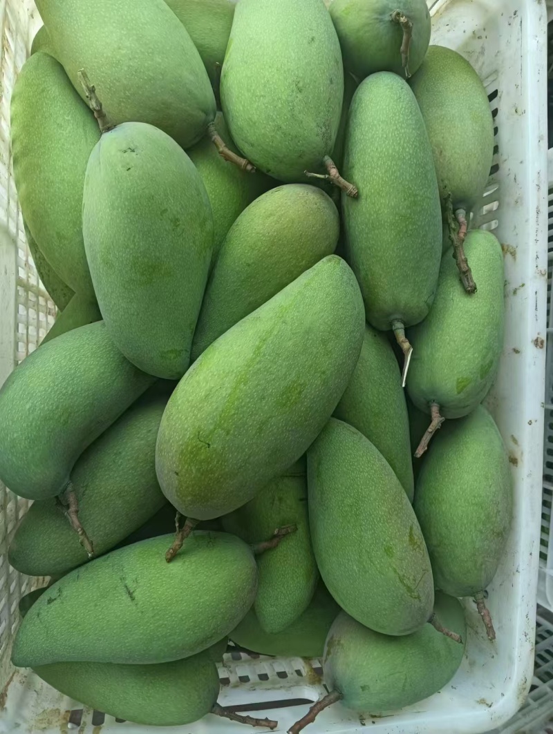 大青芒精品芒果一件代发对接各大电商网红直播带货