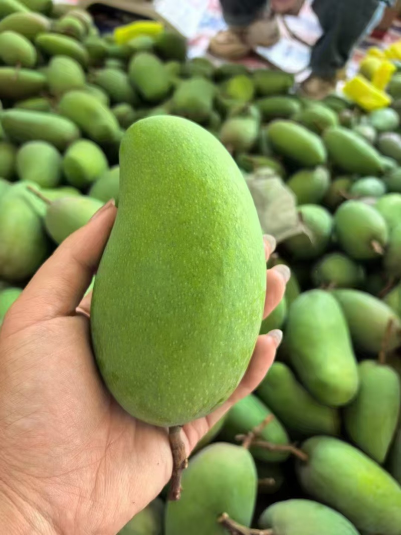 大青芒精品芒果一件代发对接各大电商网红直播带货