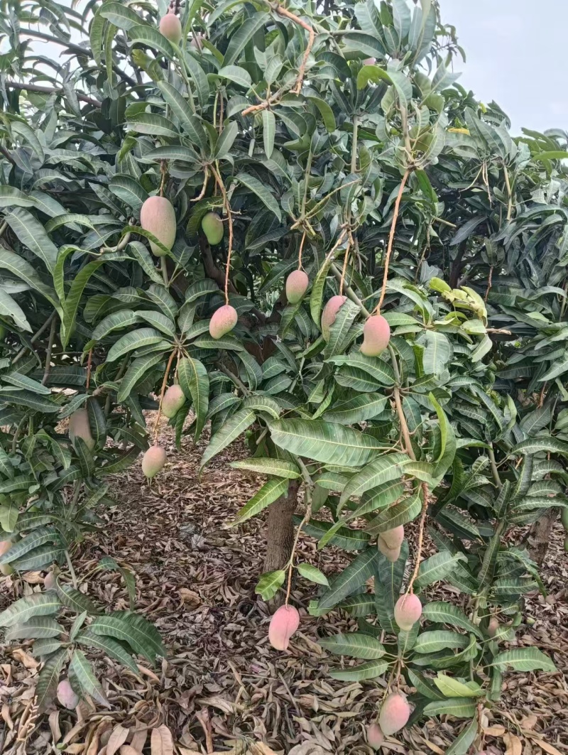 大青芒精品芒果一件代发对接各大电商网红直播带货