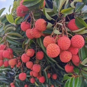 玉林荔枝