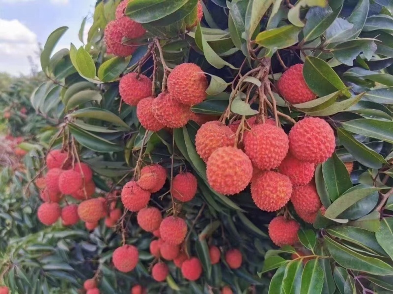 玉林荔枝