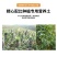 广东直供松树皮育苗基质发酵松树皮松鳞营养土实地考察