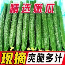 精品密刺黄瓜全国可发地头发货质优量大欢迎来电质询