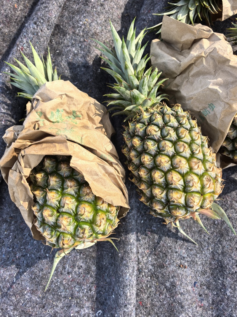 钻石凤梨