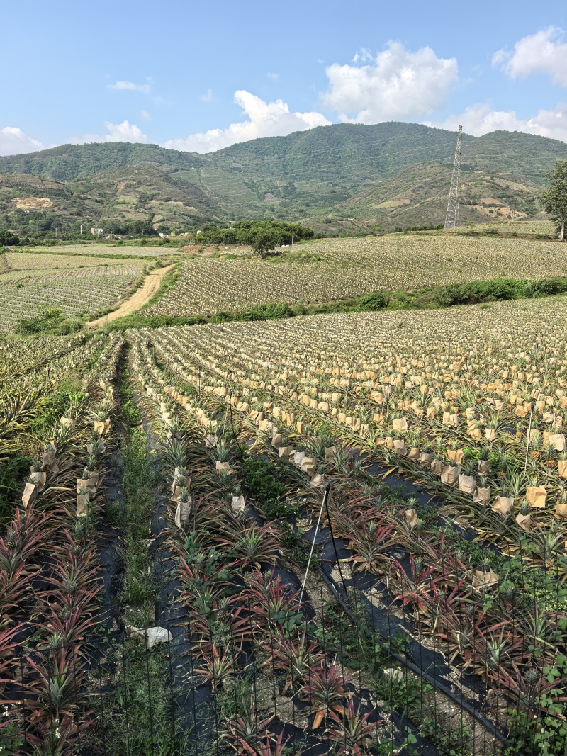 钻石凤梨