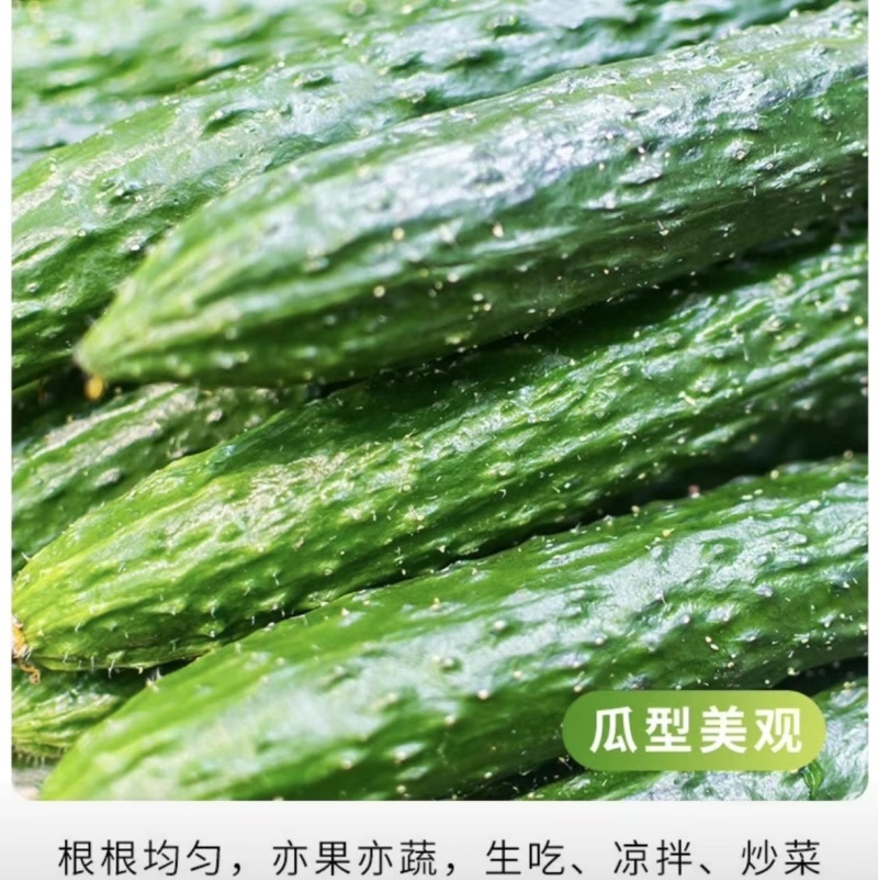 精品密刺黄瓜全国可发地头发货质优量大欢迎来电质询