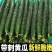 精品密刺黄瓜全国可发地头发货质优量大欢迎来电质询