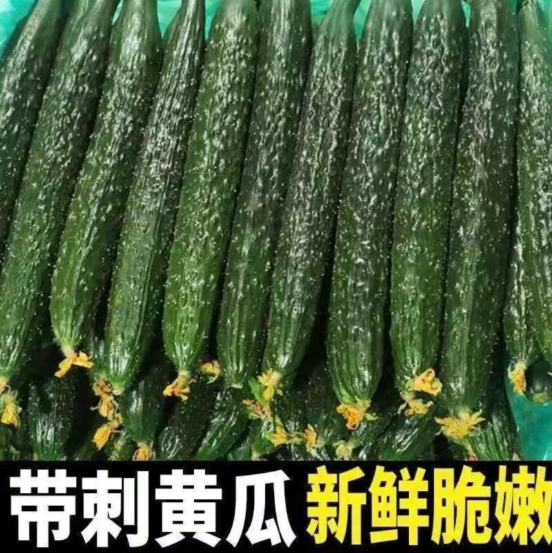 精品密刺黄瓜全国可发地头发货质优量大欢迎来电质询