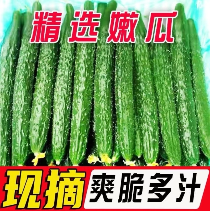 精品密刺黄瓜全国可发地头发货质优量大欢迎来电质询