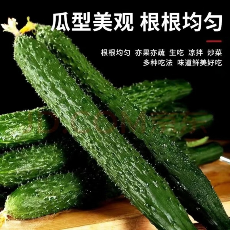 精品密刺黄瓜全国可发地头发货质优量大欢迎来电质询