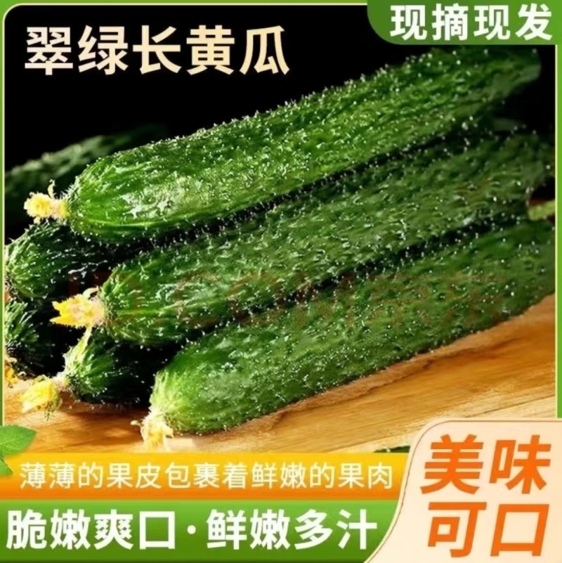 精品密刺黄瓜全国可发地头发货质优量大欢迎来电质询