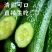 精品密刺黄瓜全国可发地头发货质优量大欢迎来电质询