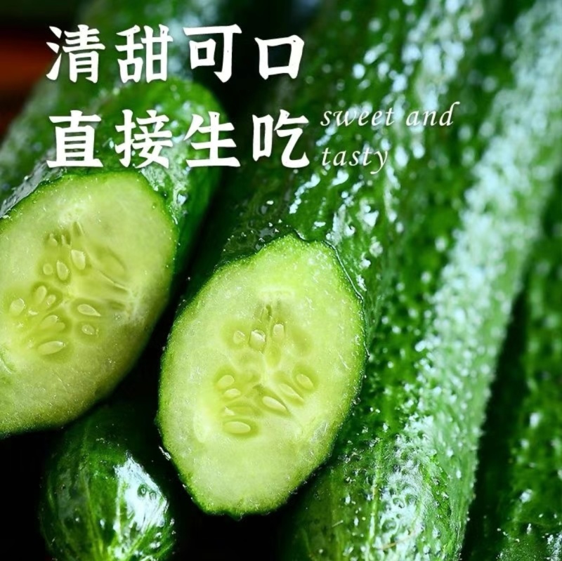 精品密刺黄瓜全国可发地头发货质优量大欢迎来电质询