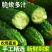 精品密刺黄瓜全国可发地头发货质优量大欢迎来电质询