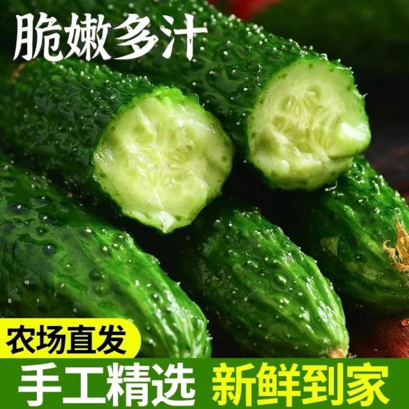 精品密刺黄瓜全国可发地头发货质优量大欢迎来电质询