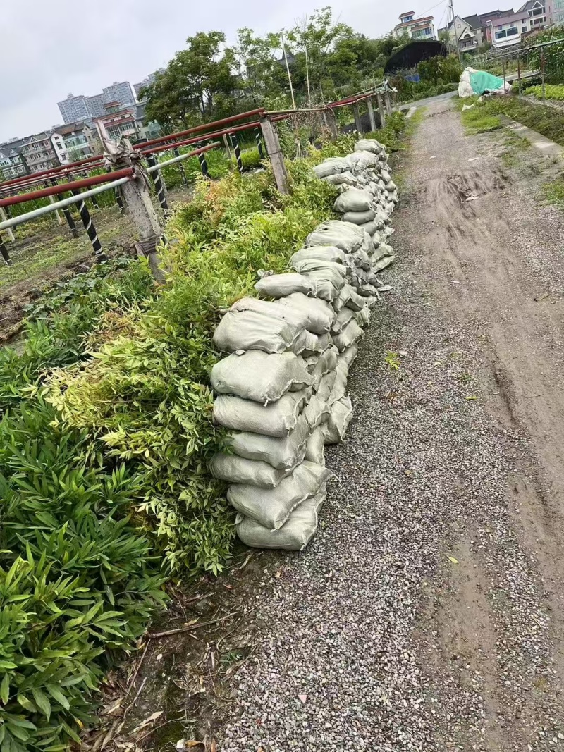 南天竹大杯、小杯平面高度40cm，基地有量，欢迎来订购。