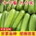 精品西葫芦一手货源地头发货现摘现发欢迎各大客商联系