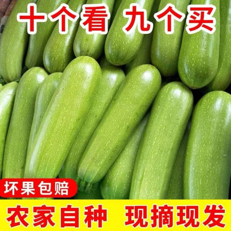 精品西葫芦一手货源地头发货现摘现发欢迎各大客商联系