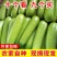 精品西葫芦一手货源地头发货现摘现发欢迎各大客商联系