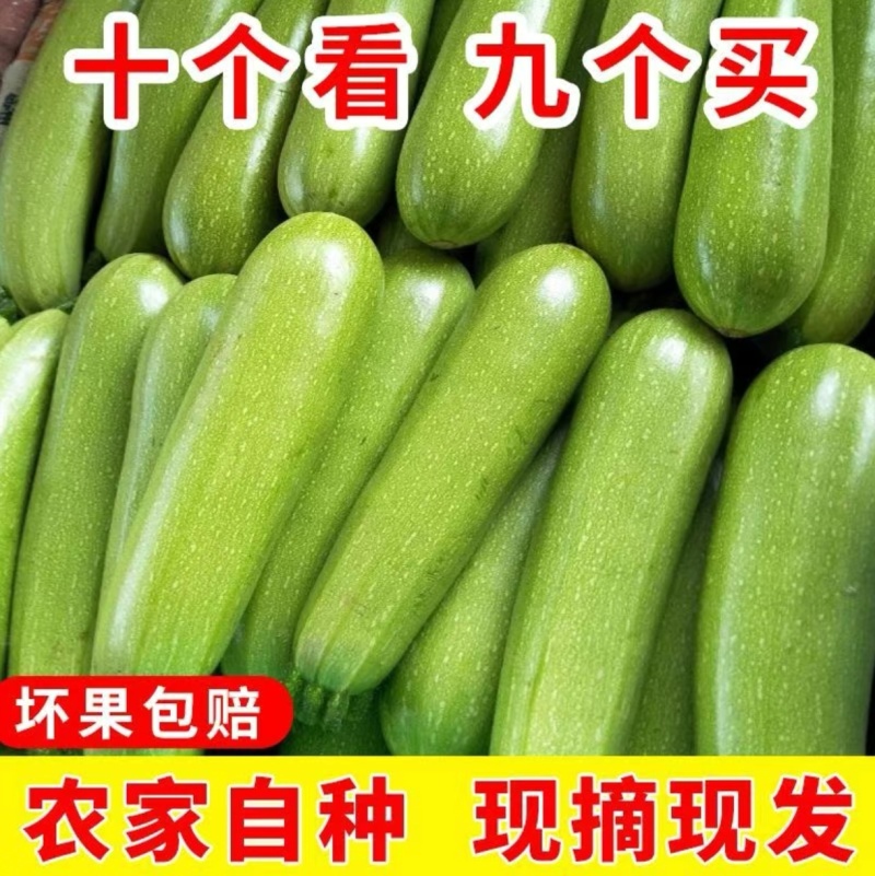 精品西葫芦一手货源地头发货现摘现发欢迎各大客商联系