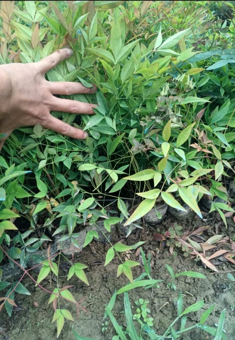 南天竹大杯、小杯平面高度40cm，基地有量，欢迎来订购。