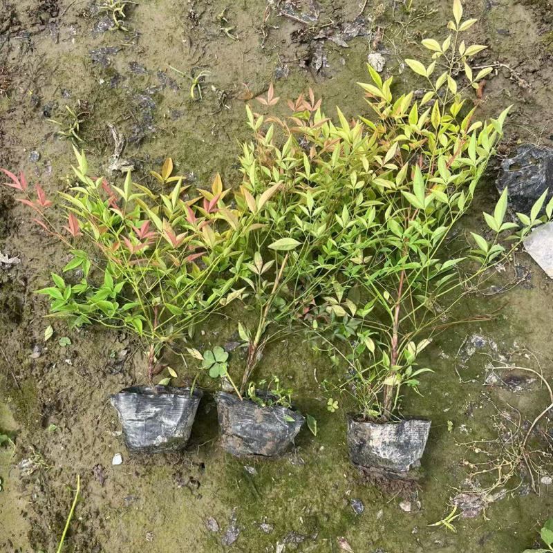 南天竹大杯、小杯平面高度40cm，基地有量，欢迎来订购。