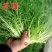 精品苦菊自家农场种植现摘现发量大质优欢迎全国各地客商联系