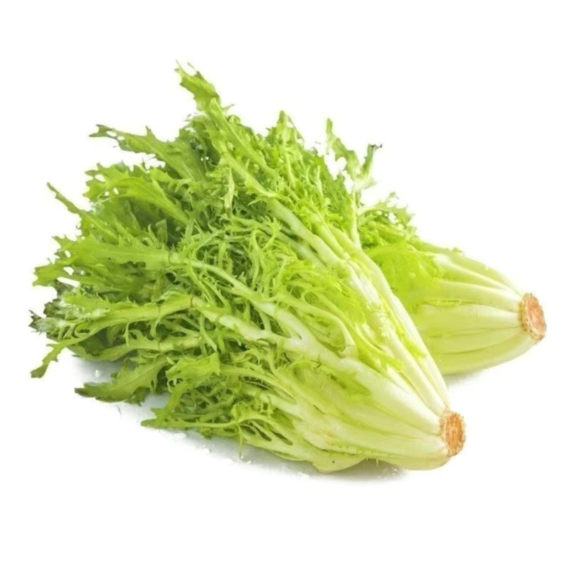 精品苦菊自家农场种植现摘现发量大质优欢迎全国各地客商联系