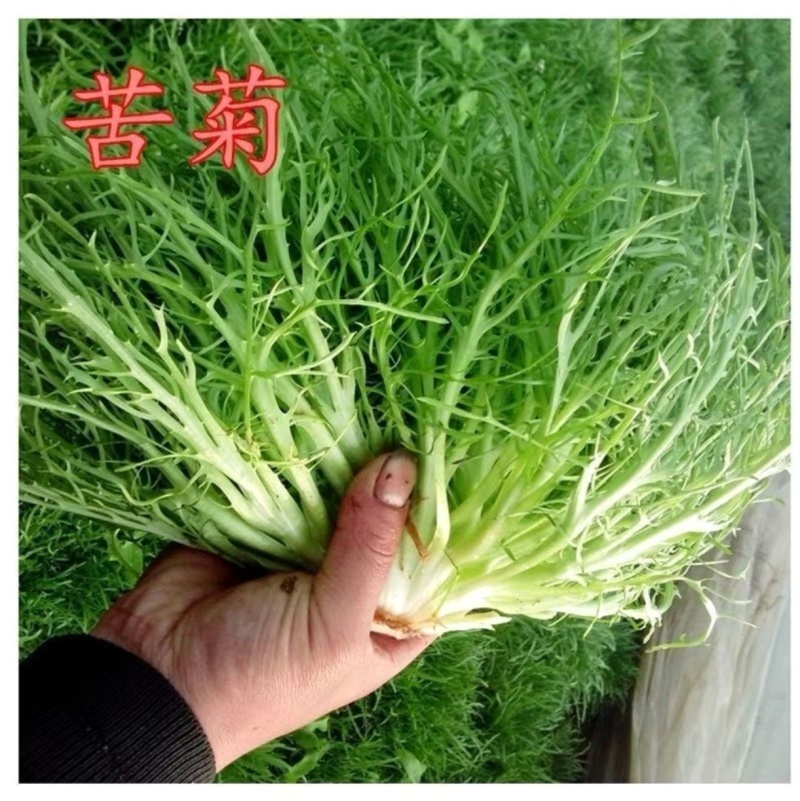 精品苦菊自家农场种植现摘现发量大质优欢迎全国各地客商联系