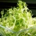 精品苦菊自家农场种植现摘现发量大质优欢迎全国各地客商联系