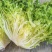 精品苦菊自家农场种植现摘现发量大质优欢迎全国各地客商联系