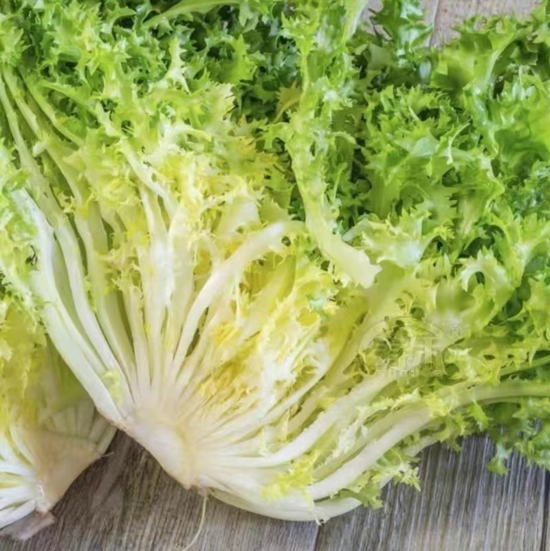 精品苦菊自家农场种植现摘现发量大质优欢迎全国各地客商联系