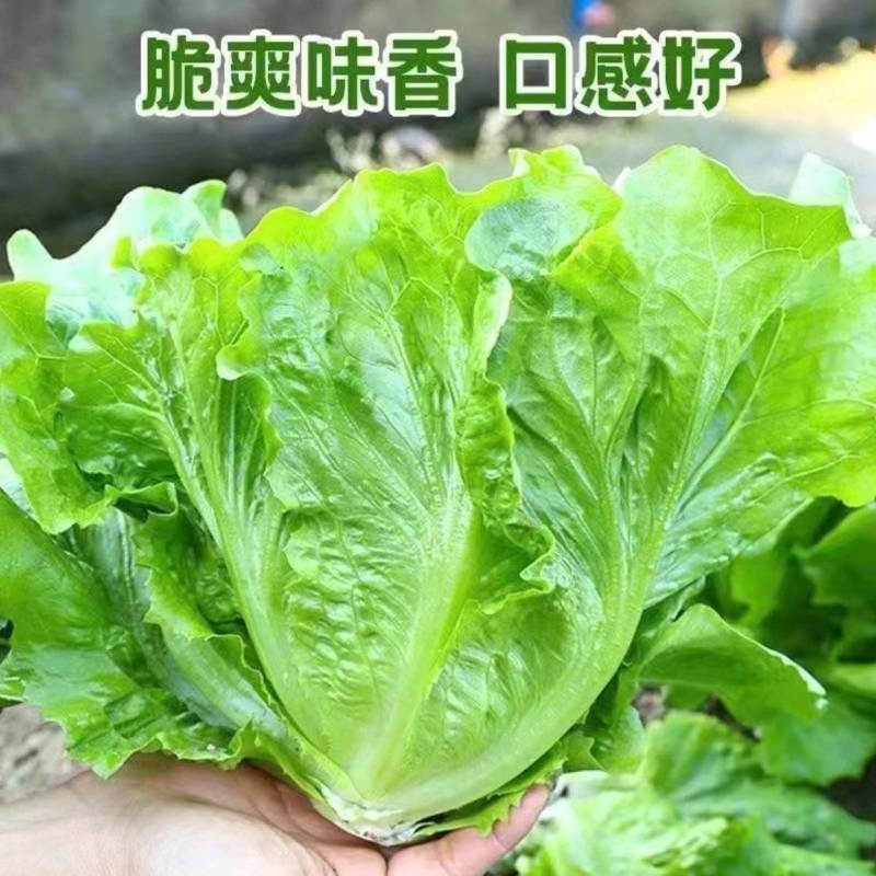 精品生菜地头现摘现发欢迎全国各地客商联系价格优惠