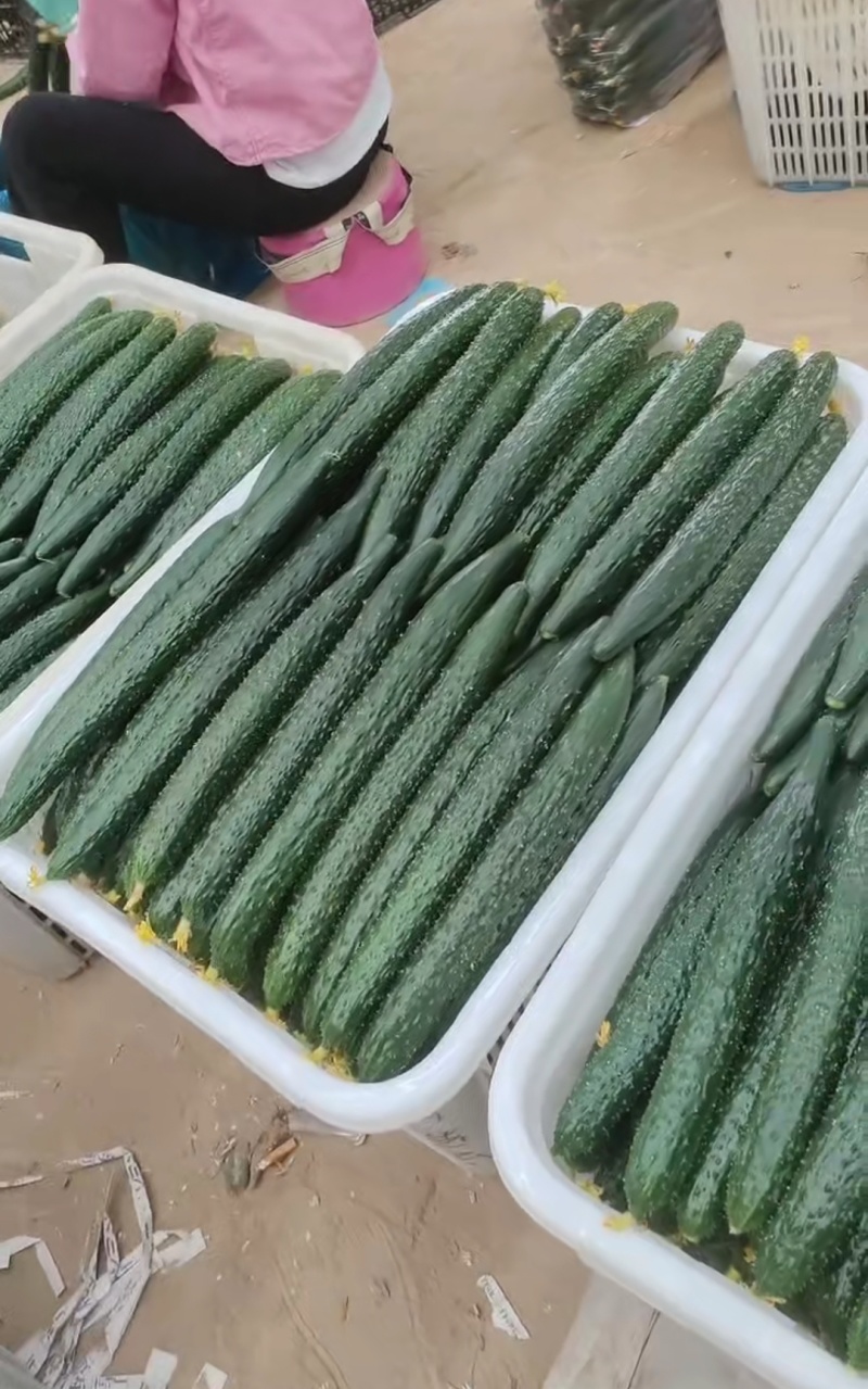 滑县密刺黄瓜鲜花带刺条形直承接各大市场电商质量保证
