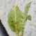 35%氟啶虫酰胺啶虫脒西瓜花椒桃树蔬菜甘蓝蚜虫药杀虫剂
