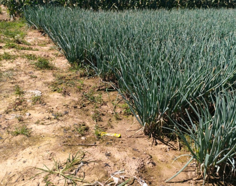 山东大葱铁杆大葱货源充足价格实量大从优欢迎联系