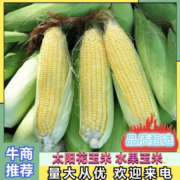 金银玉米糯玉米支持电商发货商超采购欢迎来电咨询
