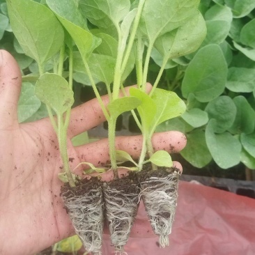 烧烤茄苗