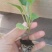 烧烤茄苗