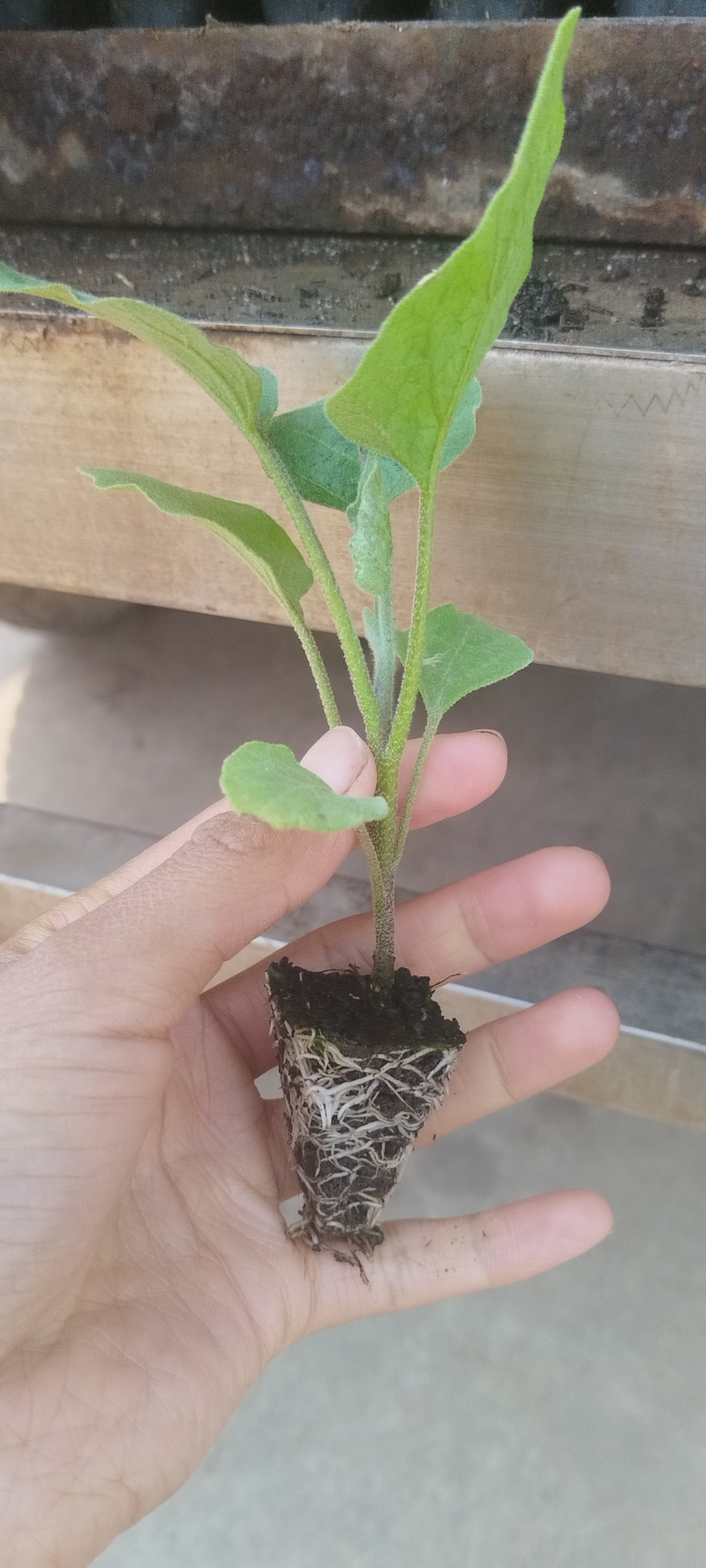烧烤茄苗