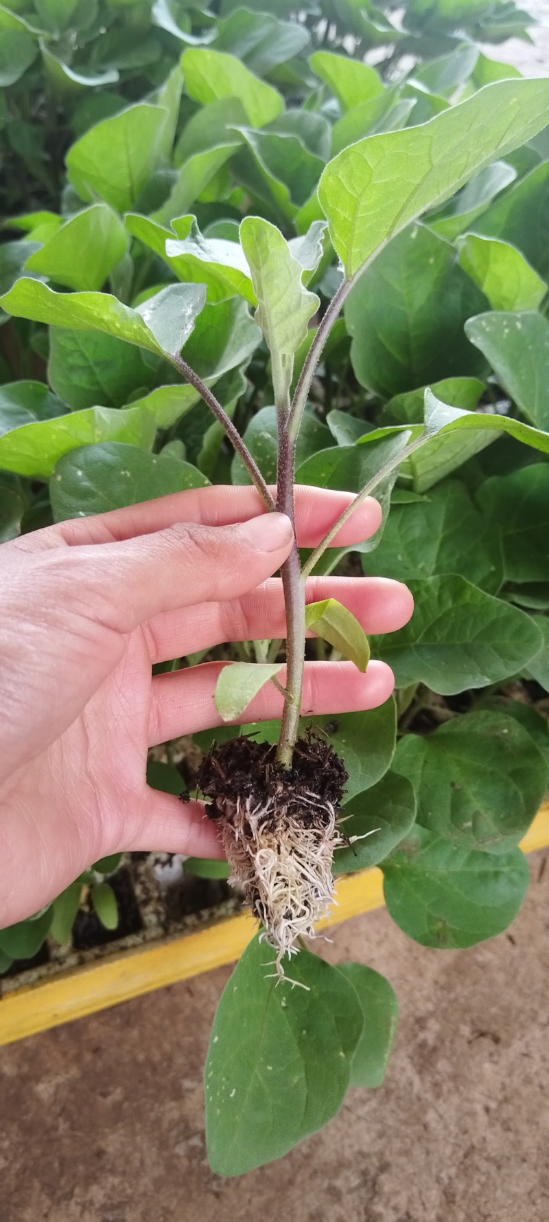 烧烤茄苗